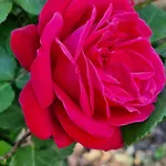 Bed & Breakfast Domaine Le Clos Du Figuier Grisolles