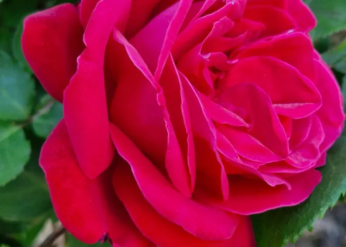 Bed & Breakfast Domaine Le Clos Du Figuier Grisolles