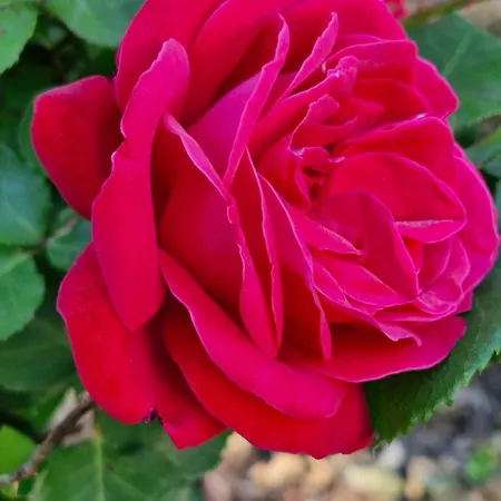 Bed & Breakfast Domaine Le Clos Du Figuier Grisolles