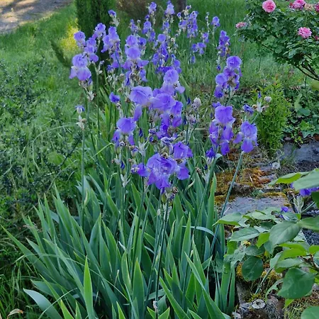 Domaine Le Clos Du Figuier Grisolles Verdun-Sur-Garonne