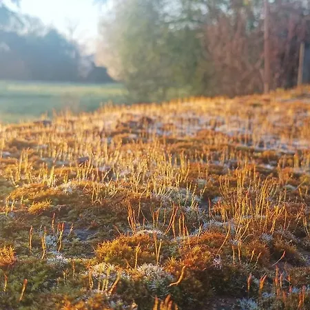 Bed & Breakfast Domaine Le Clos Du Figuier Grisolles