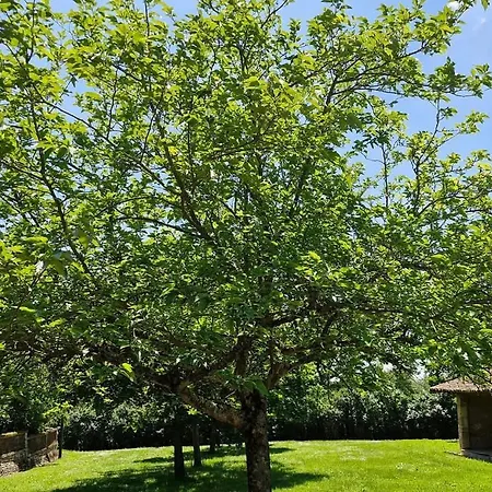 Domaine Le Clos Du Figuier Grisolles