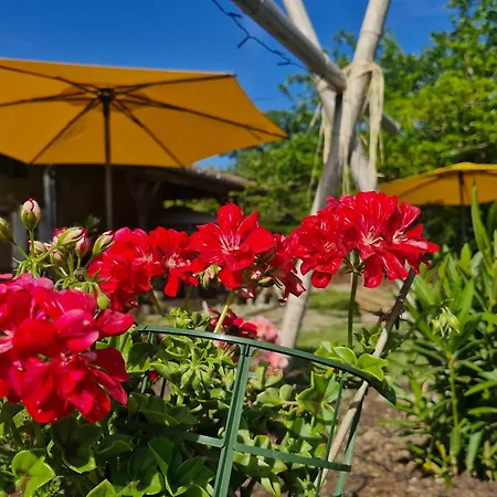 Domaine Le Clos Du Figuier Grisolles