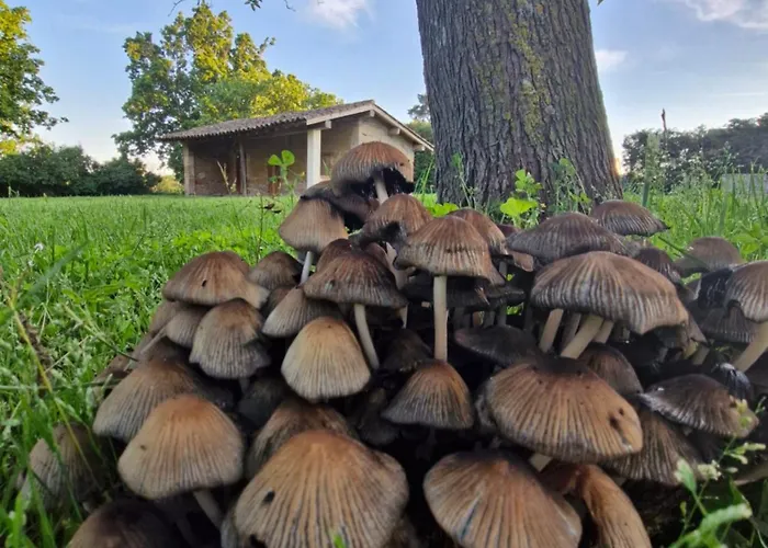 Domaine Le Clos Du Figuier Grisolles