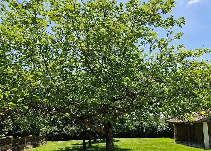 Domaine Le Clos Du Figuier Grisolles