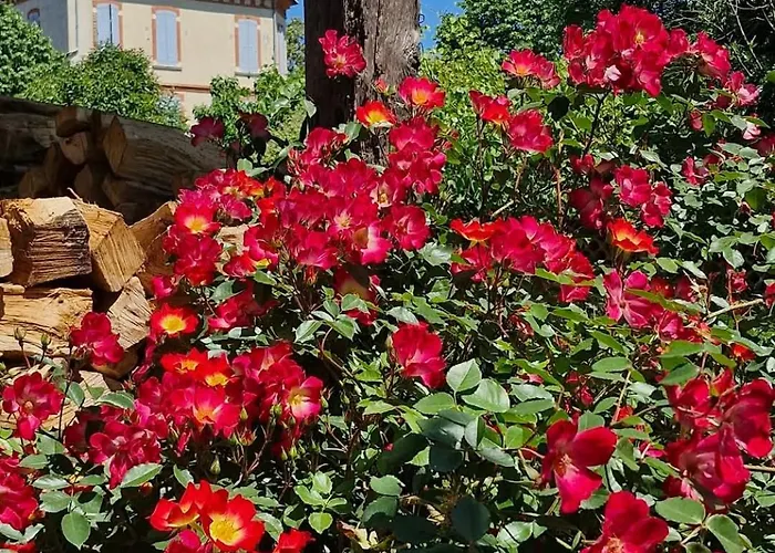 Domaine Le Clos Du Figuier Grisolles Bed and Breakfast Verdun-Sur-Garonne