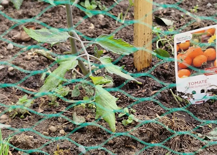 Domaine Le Clos Du Figuier Grisolles Verdun-Sur-Garonne
